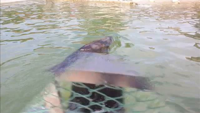 ПУТЕШЕСТВИЕ В ДАНИЮ. ЗООПАРК. смотреть онлайн