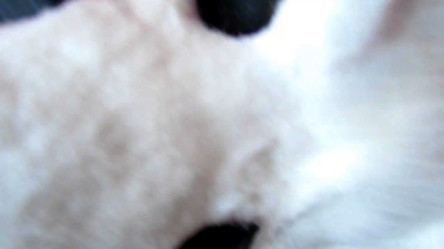 Фурсьют Волк - Fursuit Head Wolf