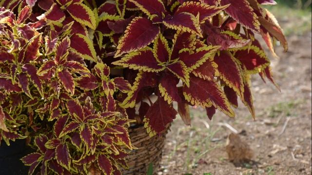 Колеусы. Удачное сочетание смотреть онлайн