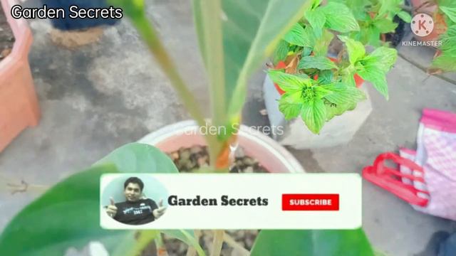 How To Grow Golden Gardenia||Single Petal गंधराज को घर पर कैसे उगाएं#yellowgardenia#गंधराज#gardenia смотреть онлайн
