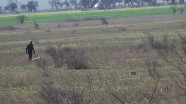 772 Английский Сеттер Улан смотреть онлайн