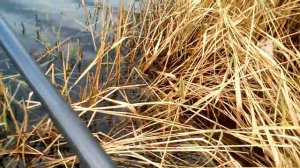 Кучугуры рыбалка