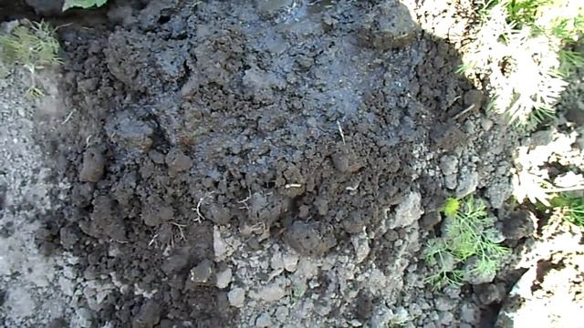 СУПЕР СРЕДСТВО В БОРЬБЕ С МУРАВЬЯМИ смотреть онлайн