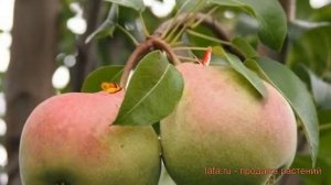 Груша плодовая Январская (pyrus communis) ? Январская обзор: как сажать, саженцы груши Январская