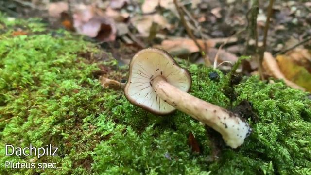 Pilze im August | 24.08.2020 | Pilze am, um & über dem Badesee in Marktl (Oberbayern) смотреть онлайн