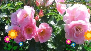 Роза парковая Пинк робуста. Краткий обзор, описание характеристик, где купить саженцы Pink robusta