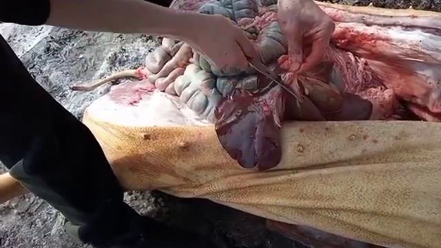 Разделка Свиной Туши смотреть онлайн