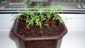 Выращивание укропа. Бизнес идея