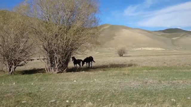 Лошади Киргизия смотреть онлайн