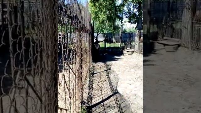Барнаульский зоопарк . смотреть онлайн