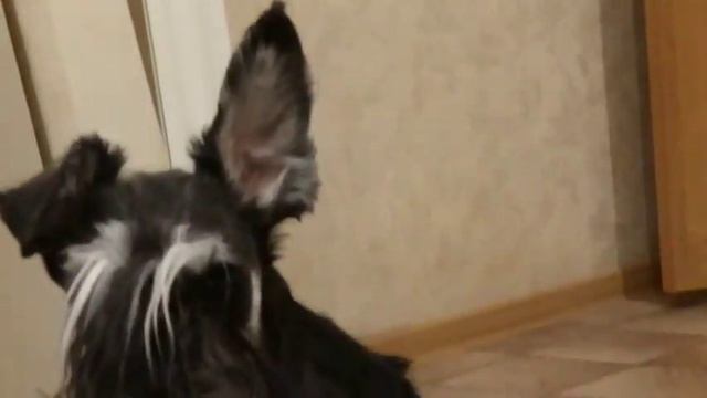 Гошан-эхолокатор смотреть онлайн