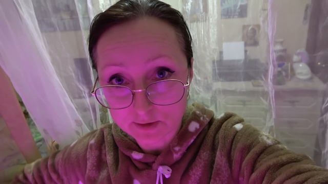 В каком состоянии помидоры, пикированные семядольками. Прореживаю табак душистый. т. Таня в гостях смотреть онлайн