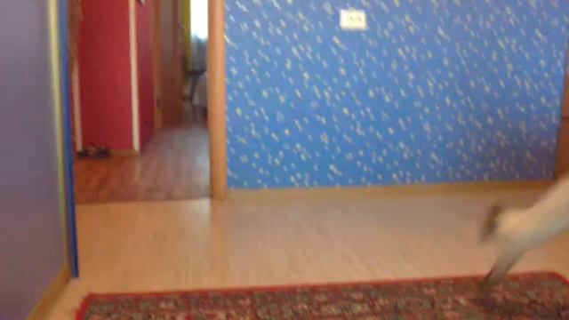 Котенок приносит мышь смотреть онлайн