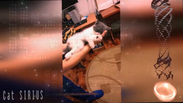 Заспокійливе муркотання кішки (Soothing Purring Cat)