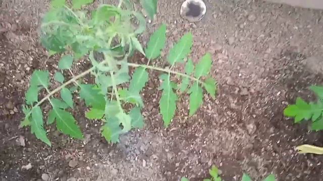 Самое простое и эффективное средство от мышей в теплице. смотреть онлайн