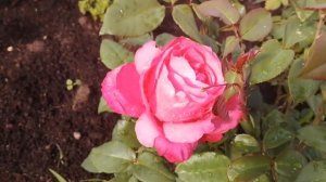 Розы. Великолепная роза Высоцкий из питомника Полины Козловой.