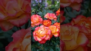 Роза Хай Мэджик осенью.30 сентября 2022.