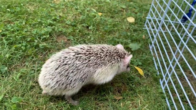 Африканский ёжик смотреть онлайн