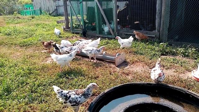 Содержание цыплят разных пород!!! Пушистая банда на прогулке!! смотреть онлайн