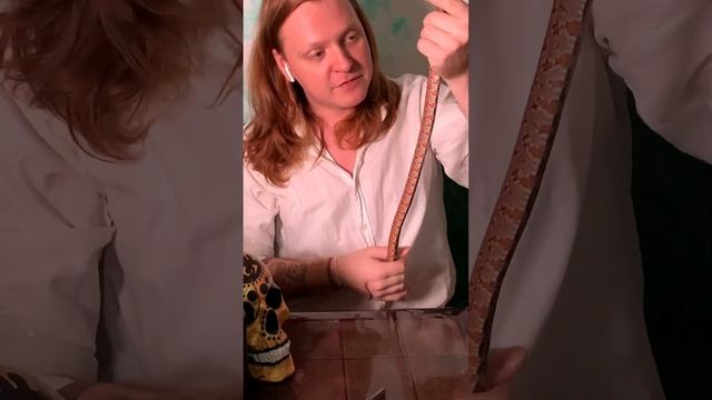 Кормление змеи во время линьки #маисовыйполоз смотреть онлайн