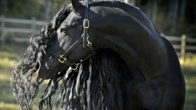 найден самый красивый конь в мире смотреть онлайн
