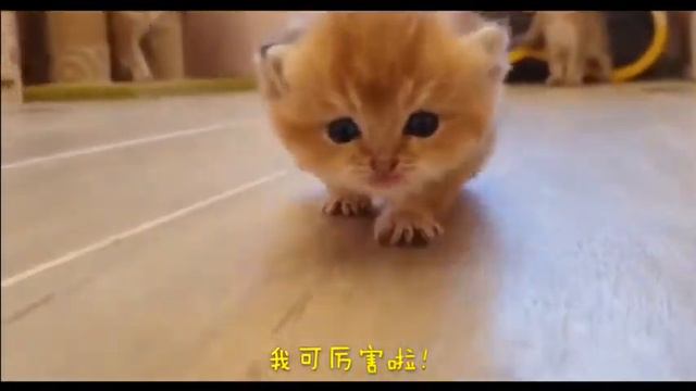 "Fierce" Cute Kitten First Meets Dad Who Asks Who Is It? Kitten Is Angry!奶兇萌貓第一次見老爸 竟問這是誰？Cat Vlog смотреть онлайн