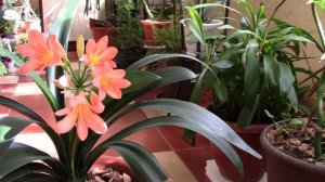 Кливия.  Особенности ухода за кливией. Замечательное цветение!