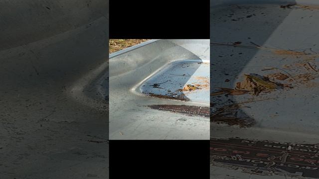 Спасение маленького ящера.