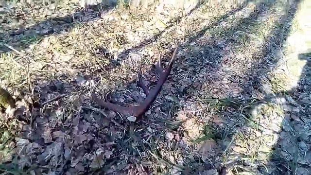 Тихая охота на рога оленя смотреть онлайн