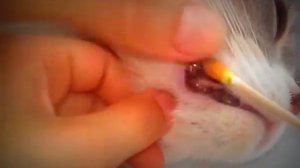 Как лечить десна кошке. We treat our cat British