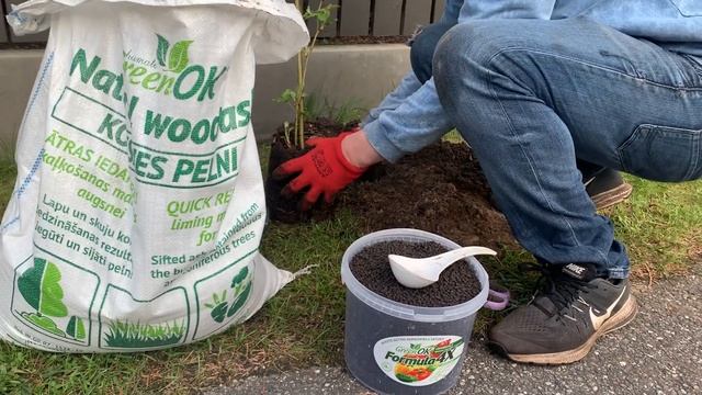 Сажаем ежевику с удобрением GreenOK смотреть онлайн