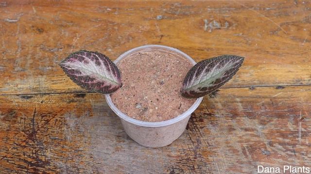 Secret Way To Grow Episcia Plant From Leaves Cutting To Have Roots
