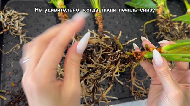 Залила Антуриум так, что сыпятся корни (часть 2) смотреть онлайн