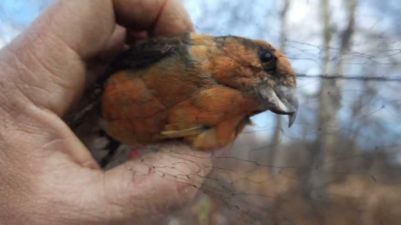 Ловля птиц. 22.10.2022 год. смотреть онлайн