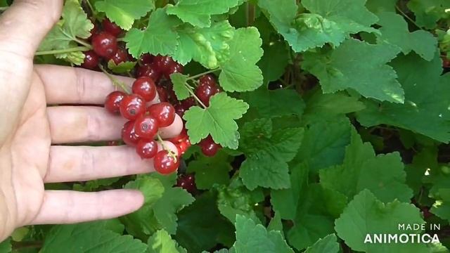 Дача конец июня. Коптильня, бассейн и красная смородина. смотреть онлайн
