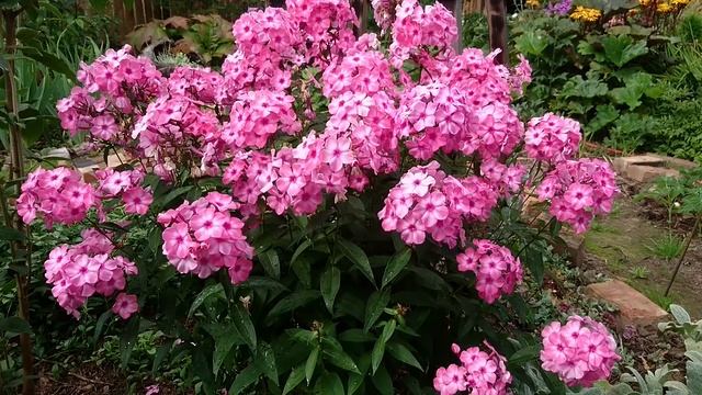 Флокс метельчатый Выращивание Уход Пример использования в цветнике