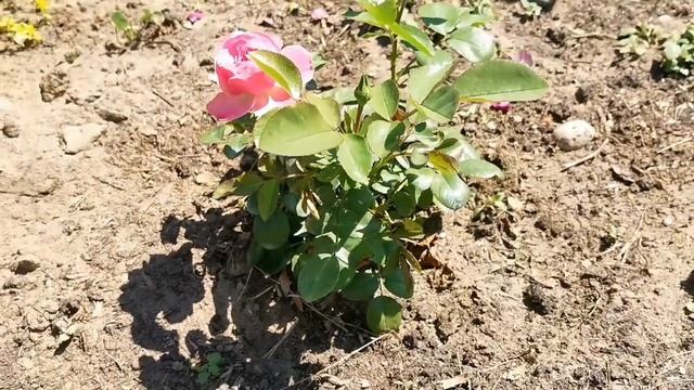 ??Как правильно поливать РОЗЫ Жара в Сибири Расцвела Чайно Гибридная Роза ЦИРКУС Очень красивая!