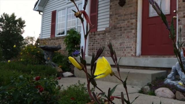 Kathy's Evening Primrose смотреть онлайн
