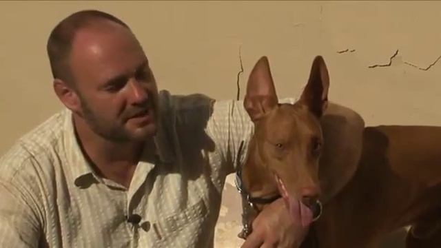 Планета Собак 14 Выпуск - Фараонова собака (Мальта) / 2013 смотреть онлайн