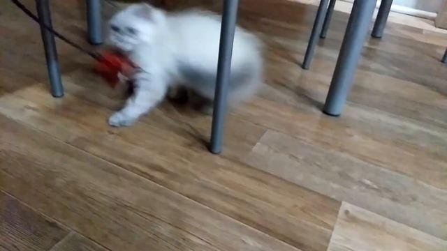 Невская Маскарадная. Котята играют с игрушкой-дразнилкой. смотреть онлайн