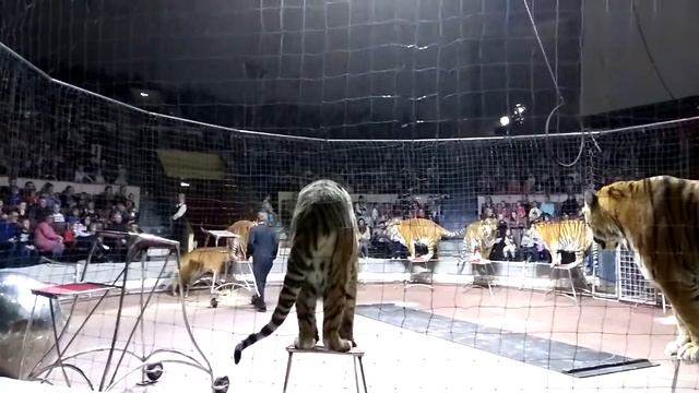 Королевские тигры Суматры - 11 смотреть онлайн