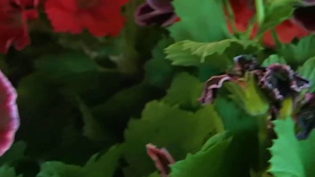 Pelargonium grandiflorum смотреть онлайн