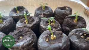 Дихондра из семян