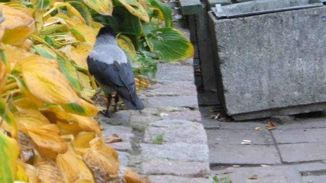 Canon PowerShot SX260 HS crow test video Riga Latvia смотреть онлайн