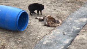 Мейн Кун  шипит и дерётся с дворовым котом.