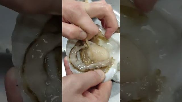 показываю как открыть живого гребешка смотреть онлайн