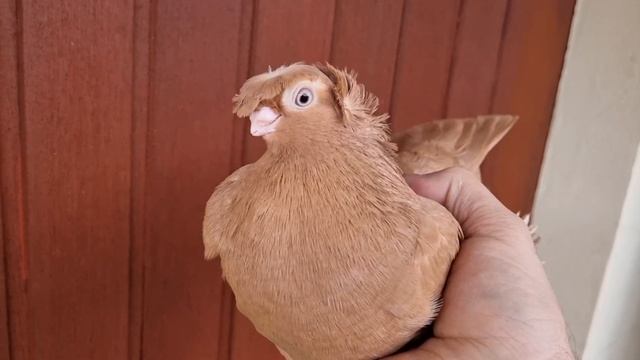 Узбекские двухчубые лётно- игровые!!! ???Жёлтые двухчубые??? смотреть онлайн