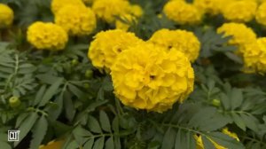 Бог говорит однажды_ во сне, в ночном видении, когда сон находит на людей _ Библия _ Relaxing