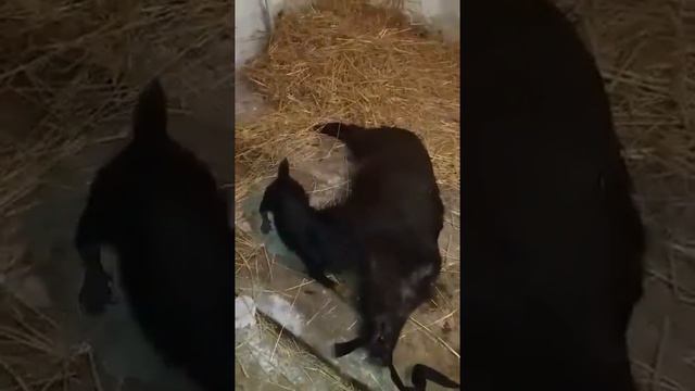 Охота на кабана з ягтерєром,натаска ягтерєра на кабана смотреть онлайн