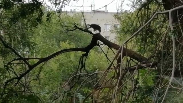 Ручной ястреб